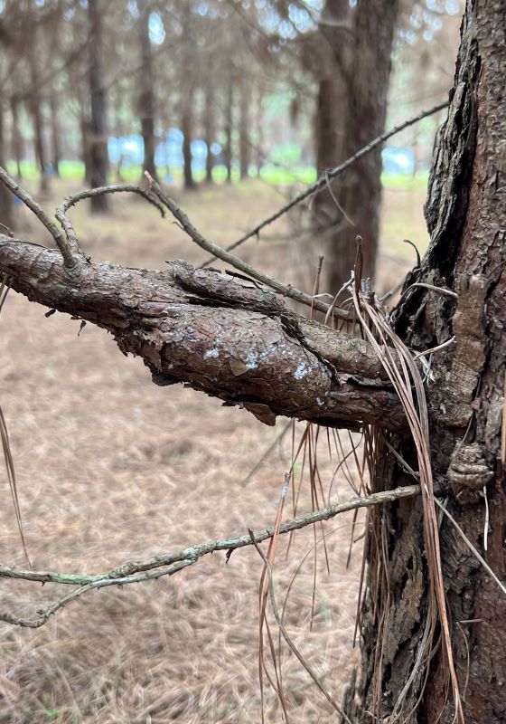 Burl lump on tree branch