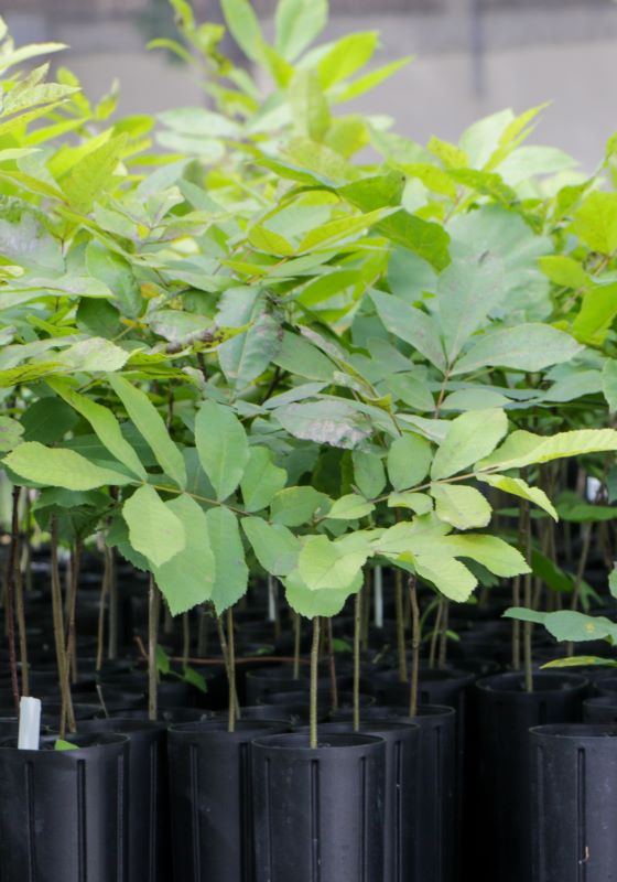 Pecan tree seedlings with green leaves in black seedling tubes