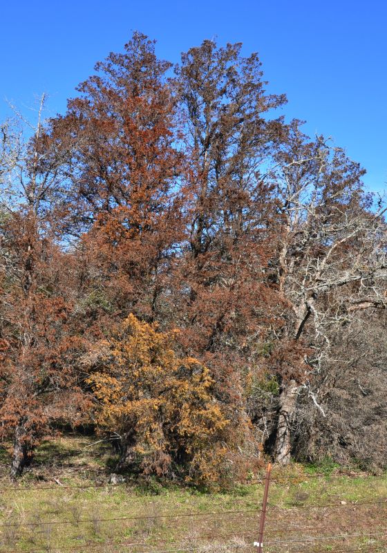 Dry and brown tree