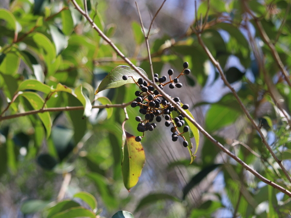 Dark purple berries hang from the branch of a chinese privet tree