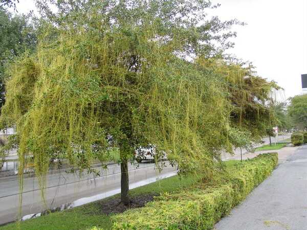 Green tree with stringy leaves falling over it