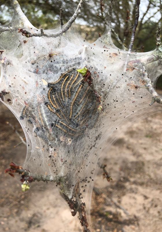 Clump of caterpillars inside a web on tree branches
