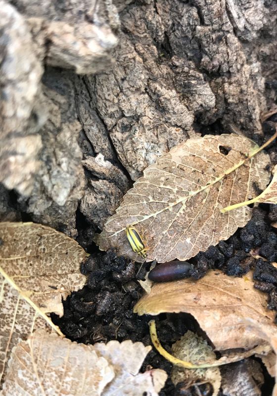 Small beetle on brown leaf on the ground