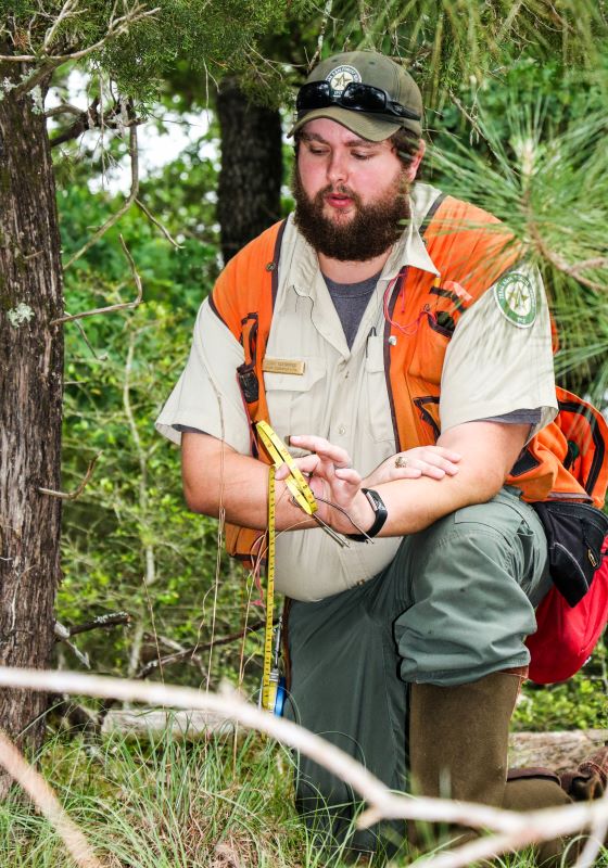 Forester in orange vest kneels on ground and holds up yellow tape measure