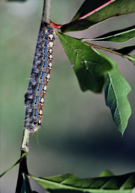 Caterpillar climbing branch