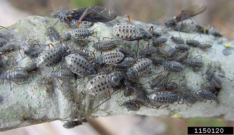 Several aphid bugs with black dots on a branch