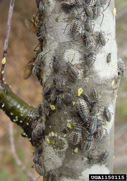 Giant grey bugs with black spots on a tree