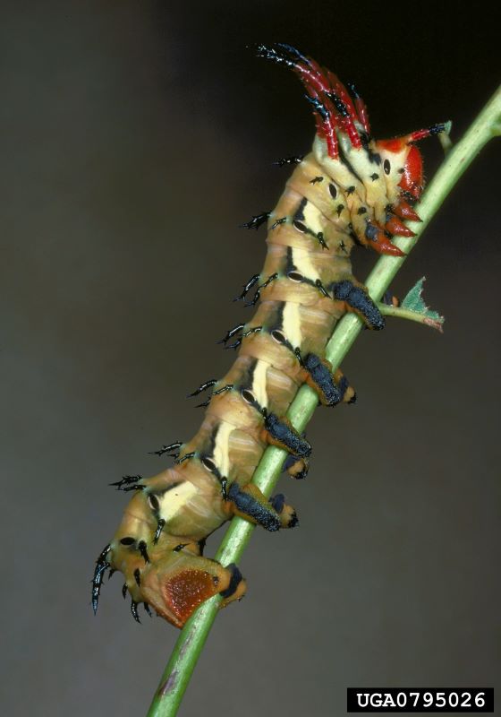 Hickory horned devil on green stem