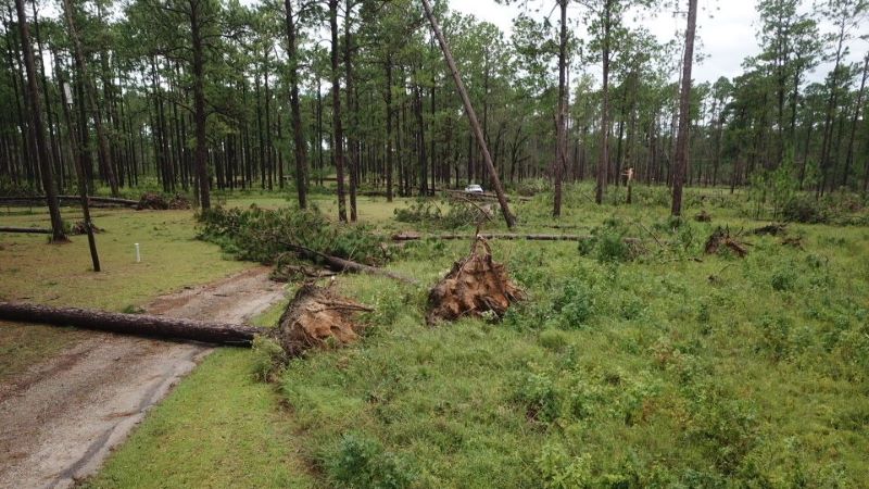 Fallen pine trees in the middle of forest with roots showing