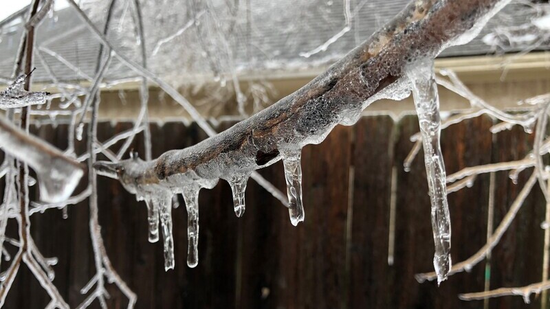 Icicles have formed on a tree branch