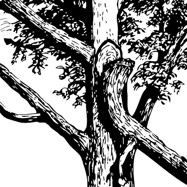 Un árbol maduro con una rama principal rota