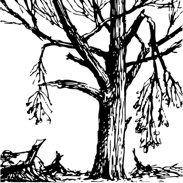 árbol maduro con muchas ramas rotas y colgantes