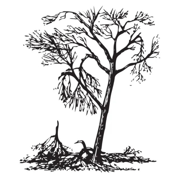 Un árbol con muchas ramas rotas y colgantes
