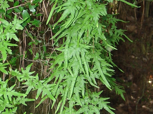 the long thin leaves of a Japanese climbing firm