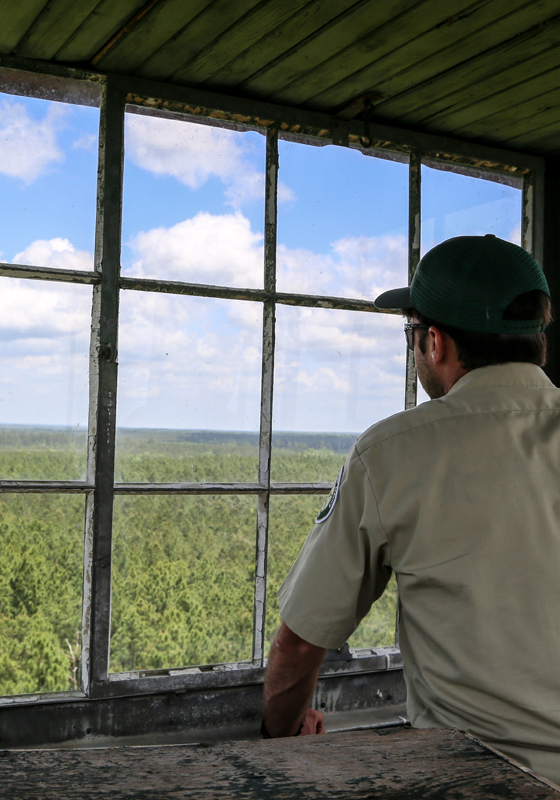 Forester looks out of window over forest and top of trees