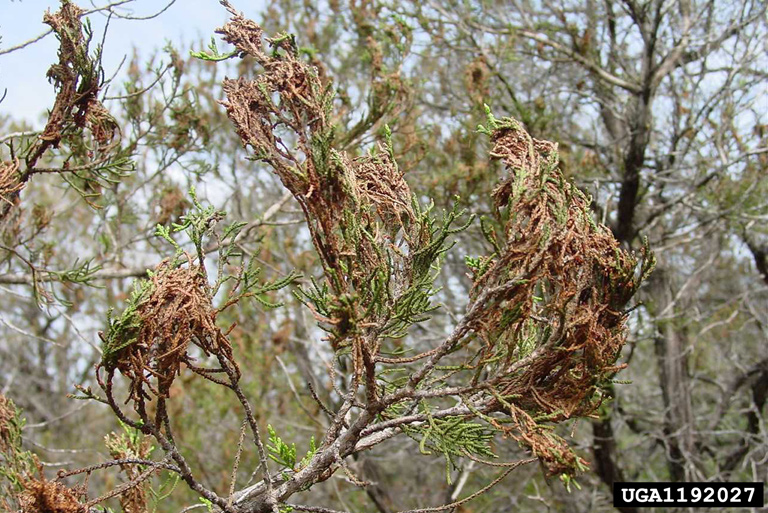 Rama de árbol con algo de pino verde, pero en su mayoría marrón