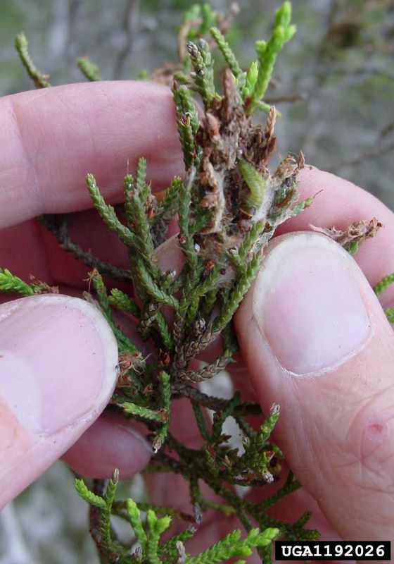 Fingers holding a green branch with small bugs on it