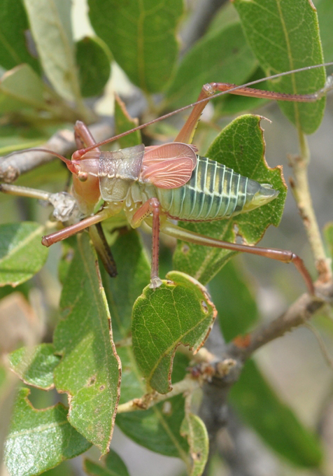 Close up of Katydid on green leaves