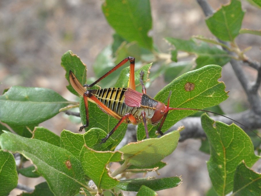 Close up of katydid on a leaf