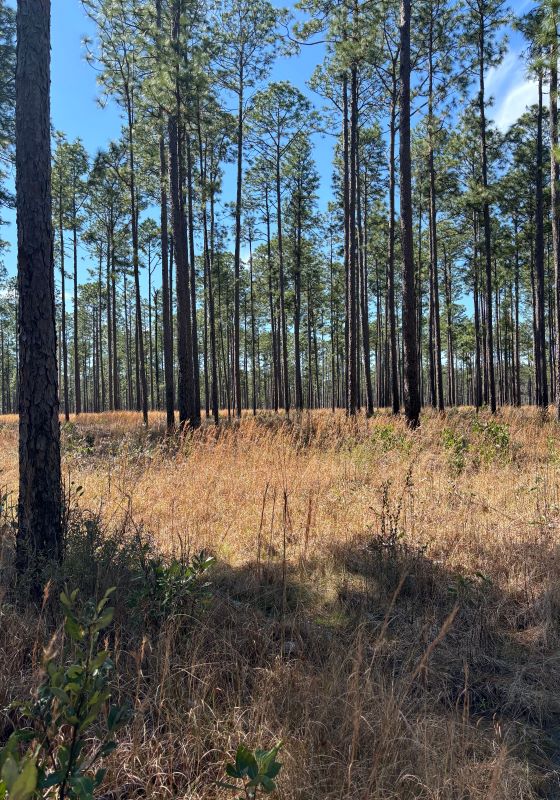 Tall pine trees and brown grass