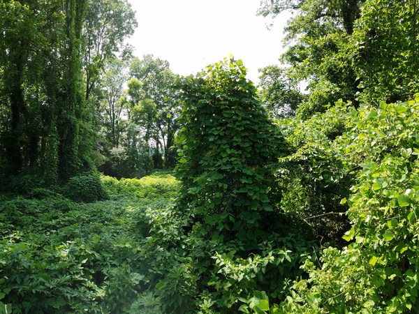 a forest has been overgrown by kudzu