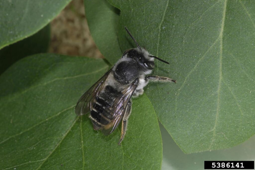 Close up of leaf cutting bee on green leaf
