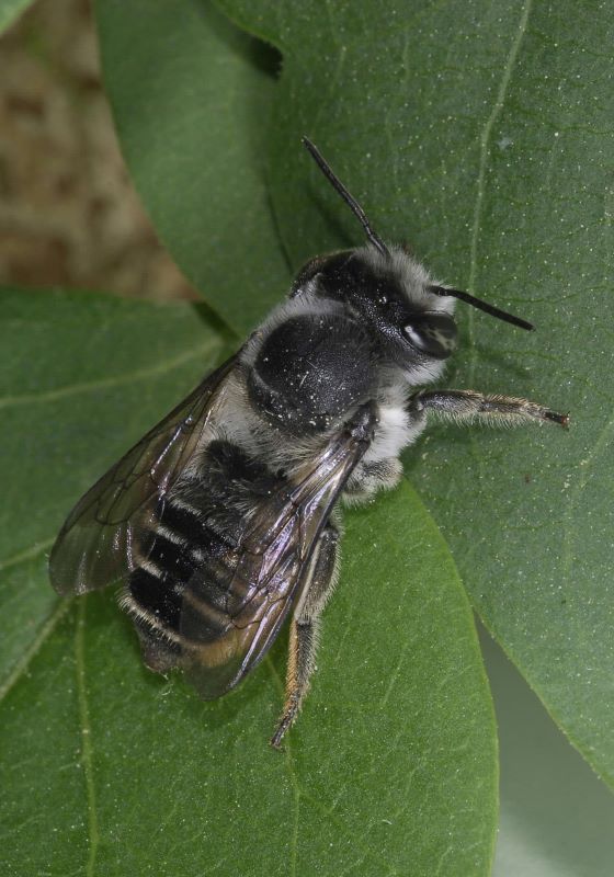 Close up of leaf cutting bee on green leaf