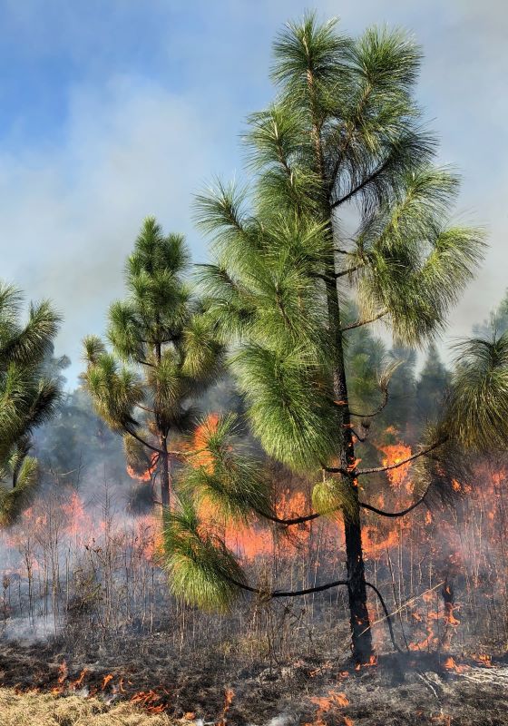 Young longleaf pine tree with low prescribed fire underneath