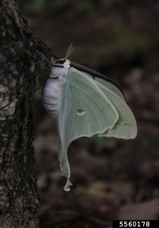 Luna moth with green wings perches on tree bark