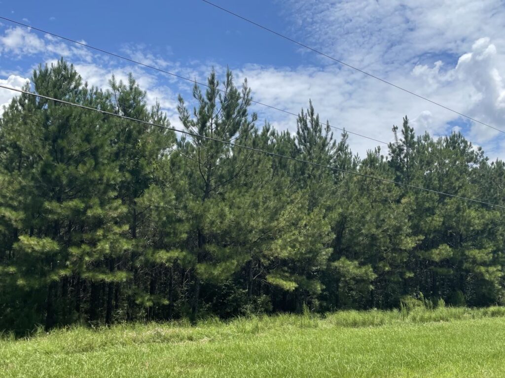 Large pine trees and green grass