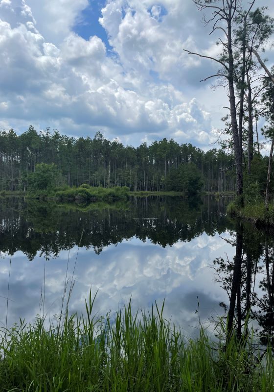 Large pond relfecting white clouds with pine trees standing tall behind it