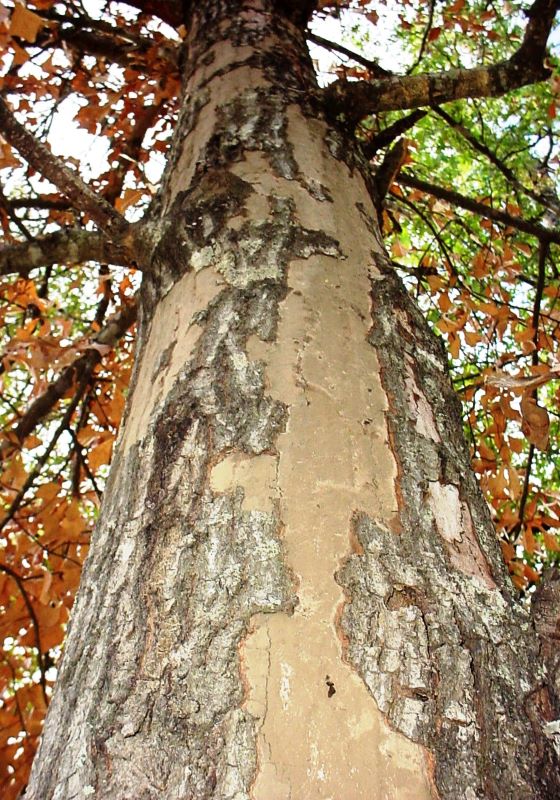 Bark falling off of an oak tree showing hypoxylon canker