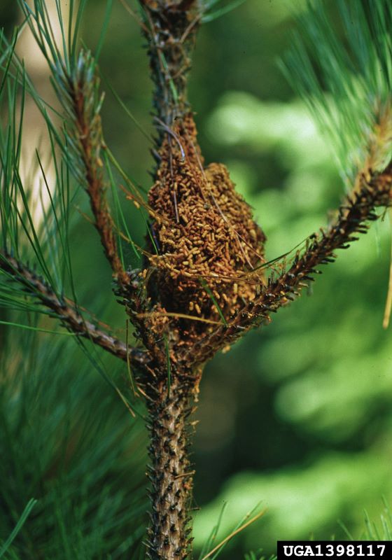 Racimo de pequeños gusanos telaraña en la rama de un pino