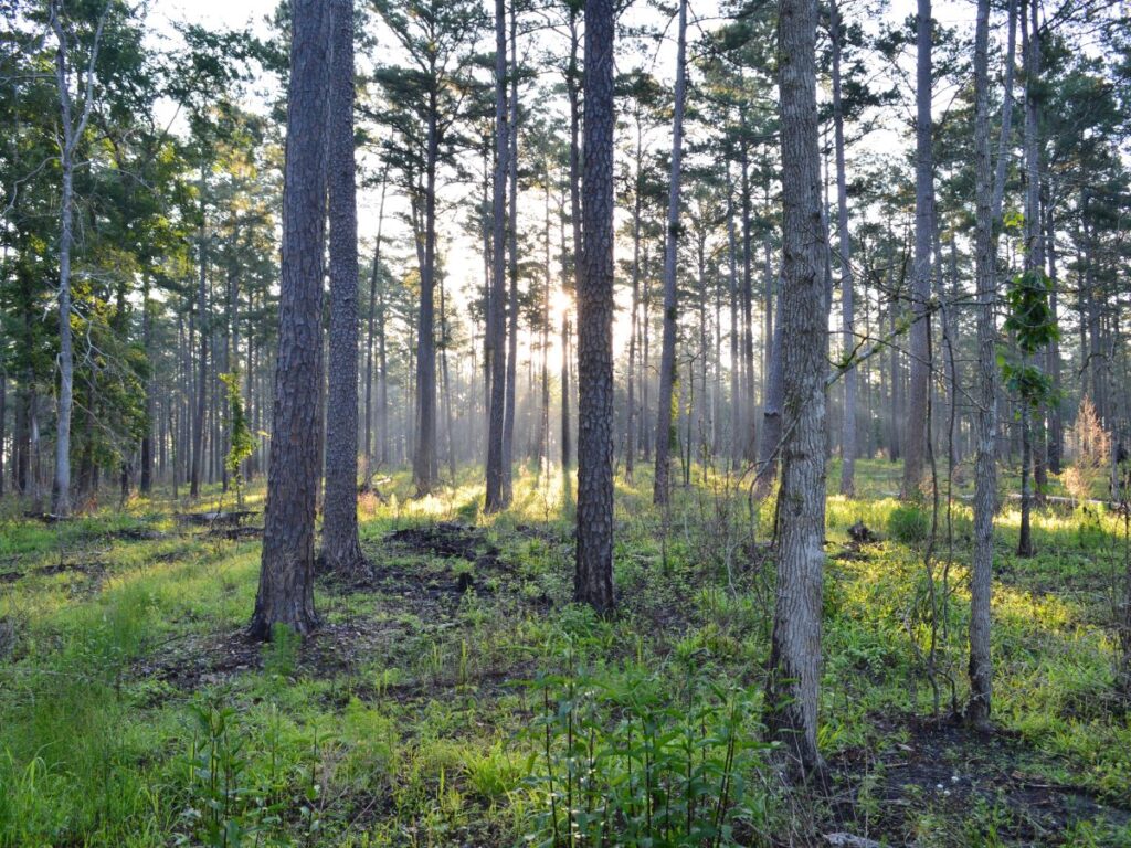 Sunrise shining through pine trees and green grass