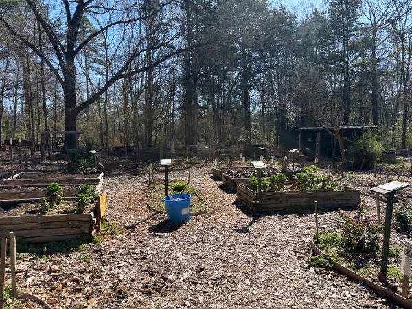 Raised garden beds and trees