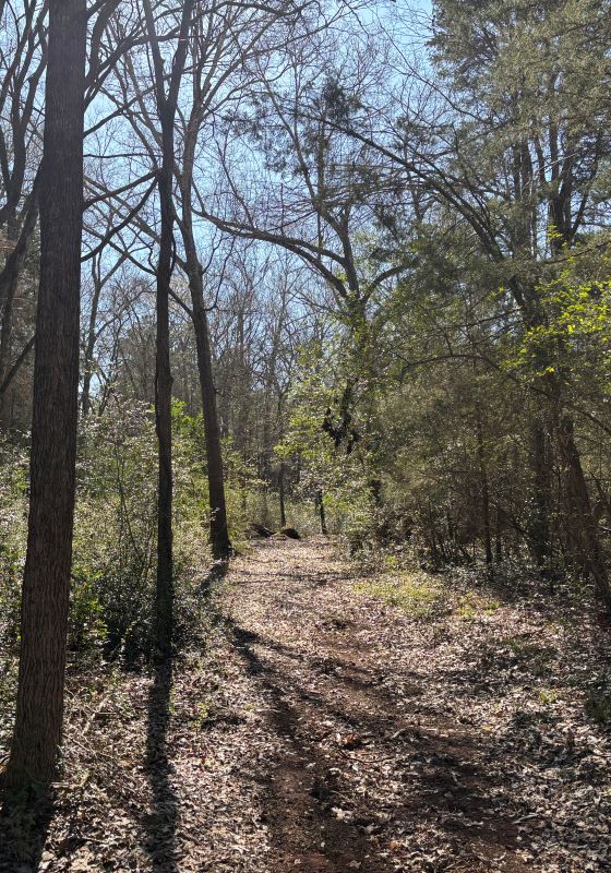 A trail along trees