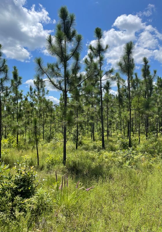 Young pine trees stand above tall green grass