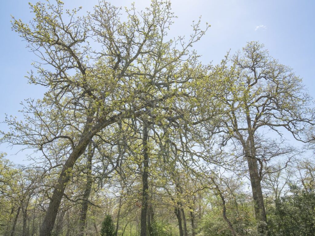 Oak trees in green bloom with bright blue sky