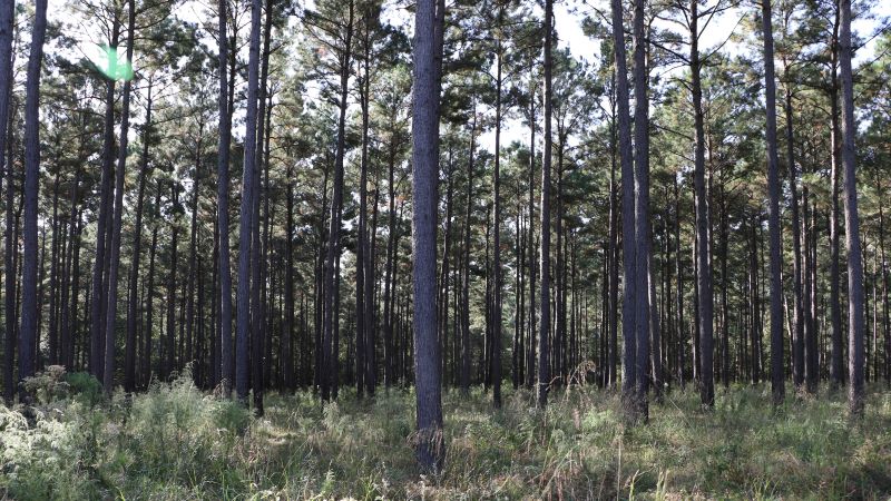 El sol brilla a través del bosque con árboles altos y hierba verde