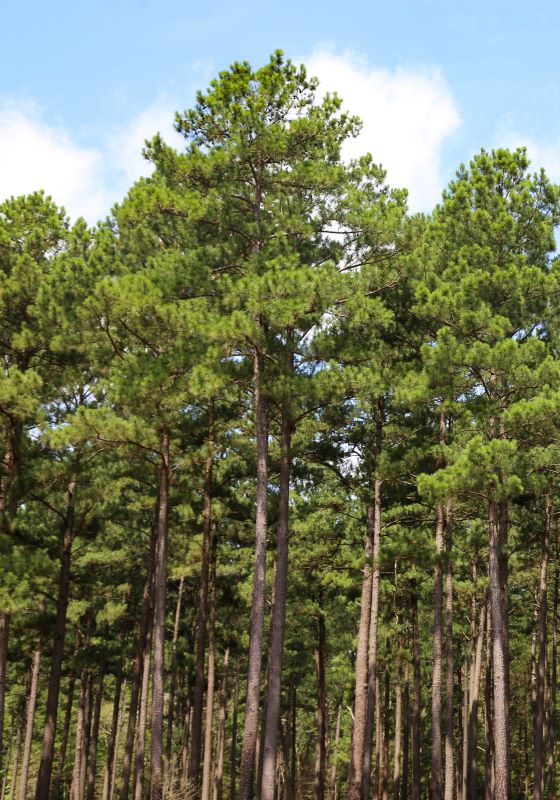 Tall green pine trees in front of blue sky