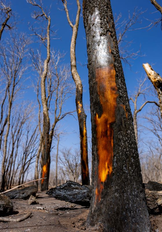 Burned trees