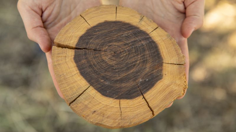Tree cookie held by hands