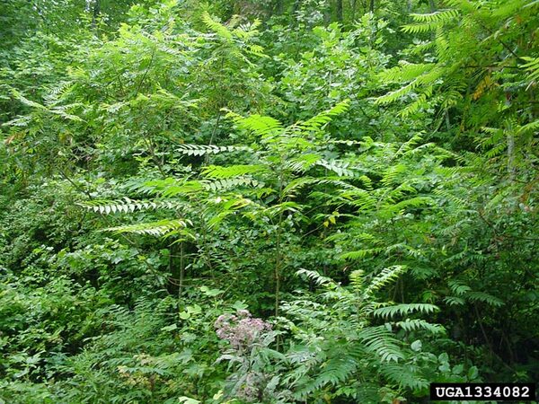 A lush green fern looking bush