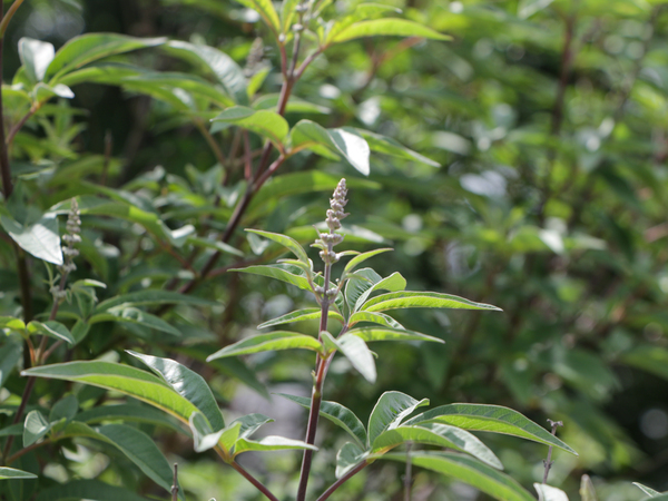 The leaves and bloom of a vitex plant