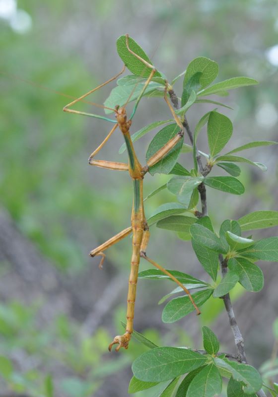 Planta trepadora con bastón marrón