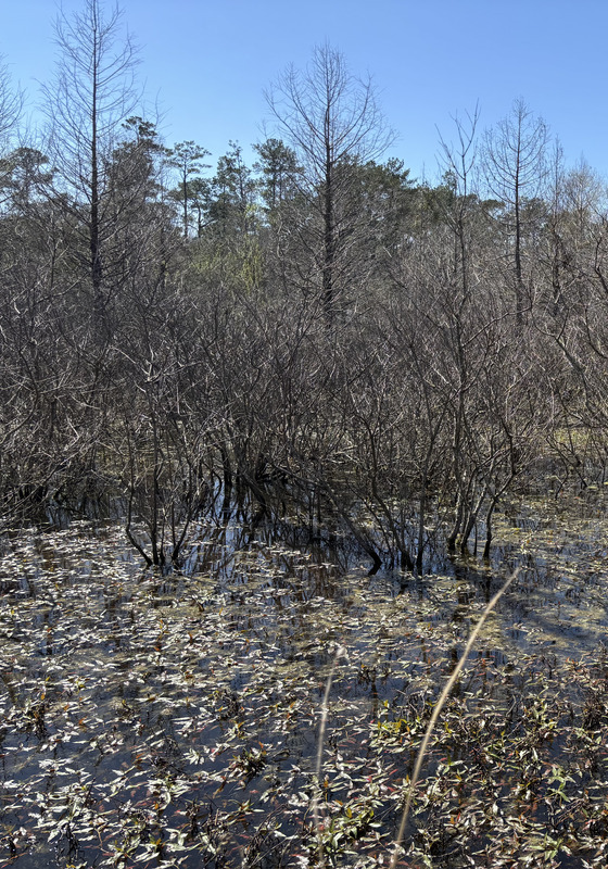 A wooded and marshy area of the olive Scott arboretum