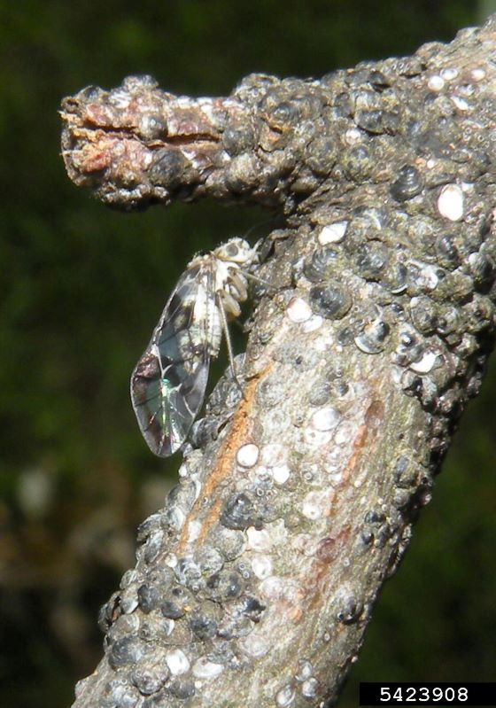 Piojos pequeños de corteza gris/marrón en palo