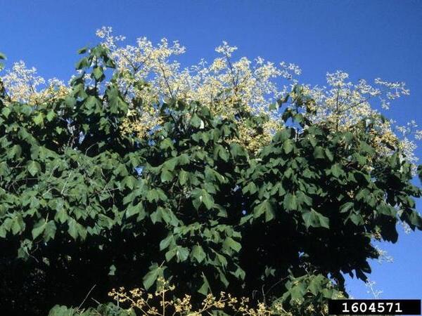 a blooming chinese parasoltree