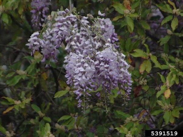 A closeup of the flowers of a chinese wisteria