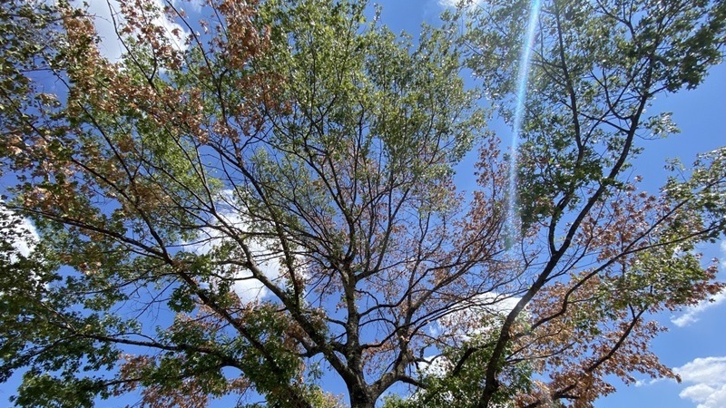 The tips of a tree show signs of stress during a drought